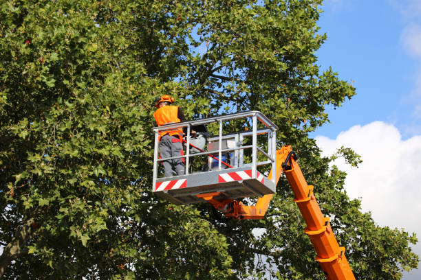 Best Best Tree Removal Services  in Barton, NM